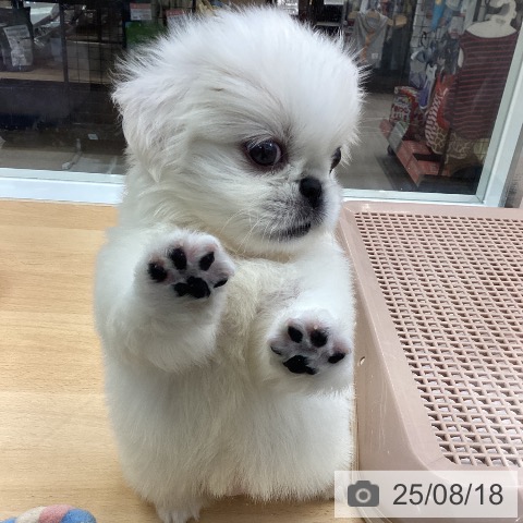 ペキニーズの写真