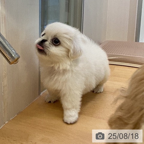 ペキニーズの写真