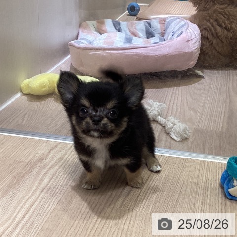チワワの写真