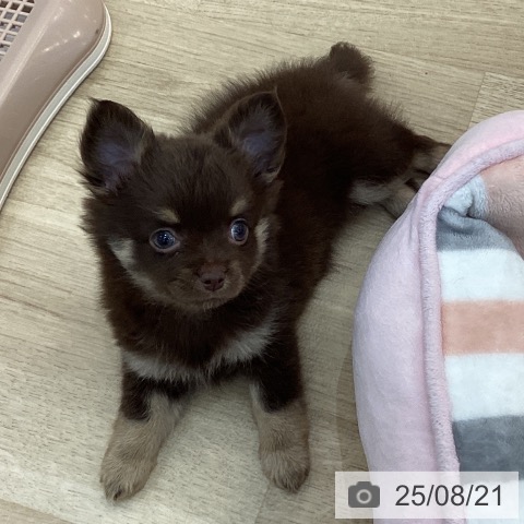 チワワの写真