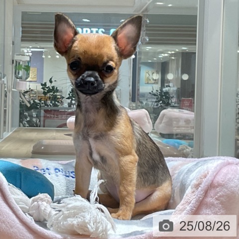 チワワの写真