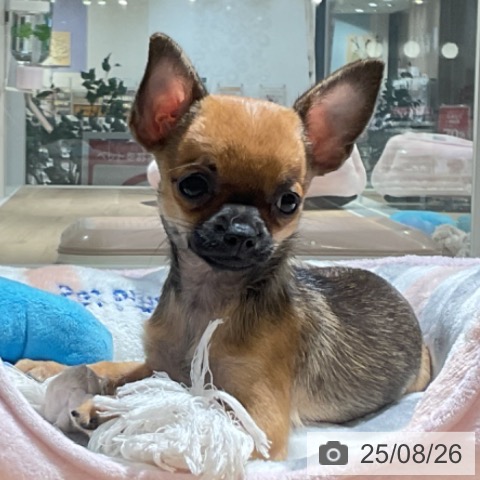 チワワの写真