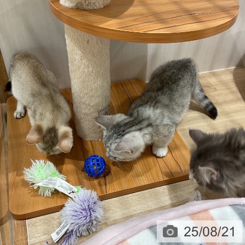 シンガプーラの写真