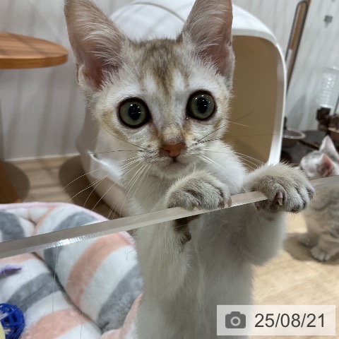 シンガプーラの写真