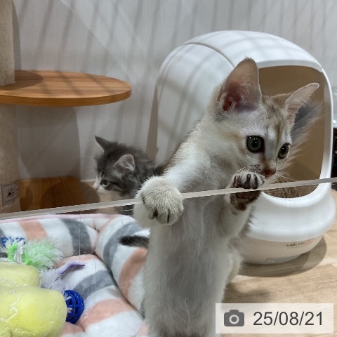 シンガプーラの写真