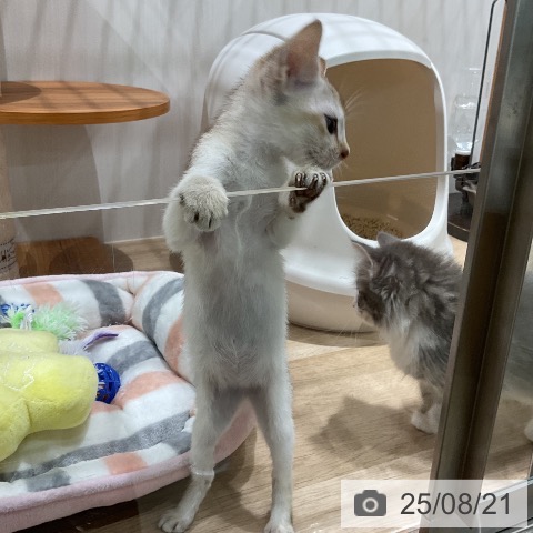シンガプーラの写真