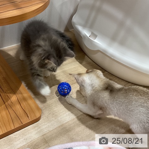 シンガプーラの写真