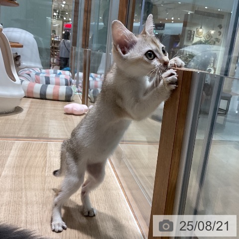 シンガプーラの写真