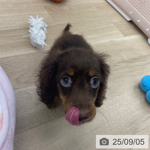 カニーンヘン・ダックスフンドの写真
