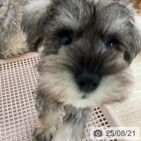 ミニチュア・シュナウザーの写真