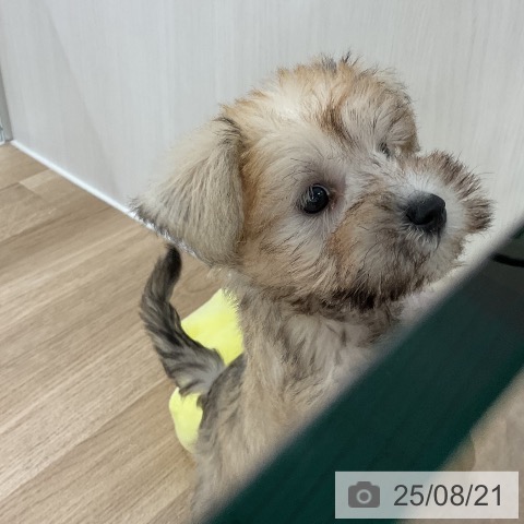 ミニチュア・シュナウザーの写真