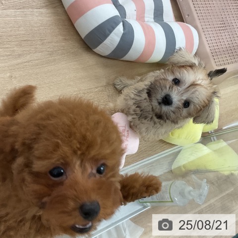 ミニチュア・シュナウザーの写真