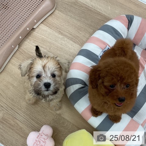 ミニチュア・シュナウザーの写真