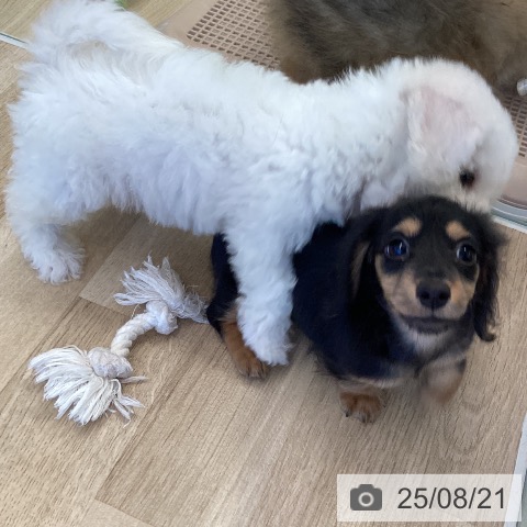 カニーンヘン・ダックスフンドの写真