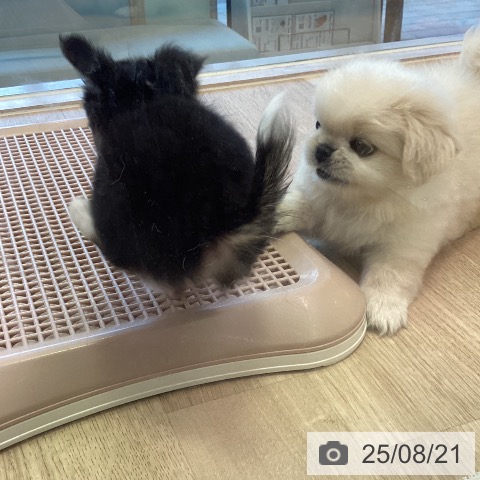 チワワの写真
