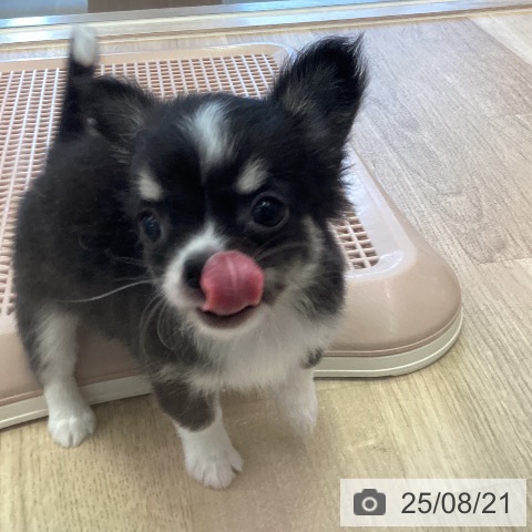 チワワの写真