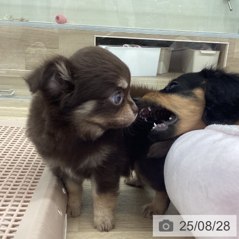 チワワの写真