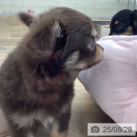チワワの写真