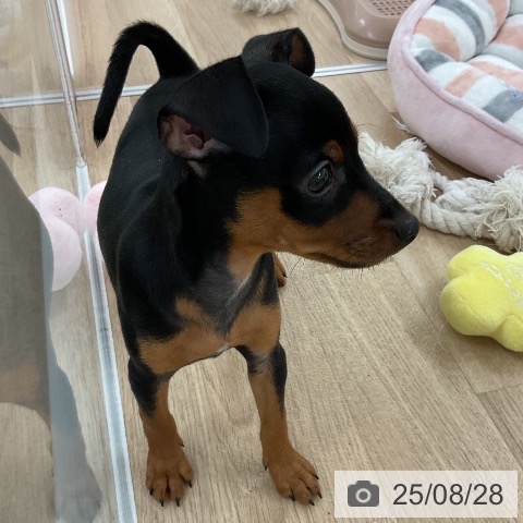 ミニチュア・ピンシャーの写真