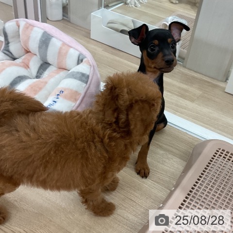 ミニチュア・ピンシャーの写真