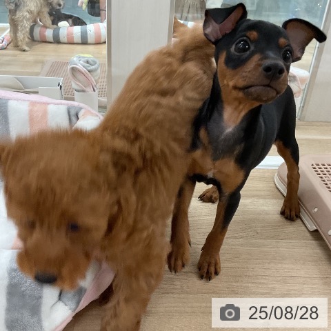 ミニチュア・ピンシャーの写真