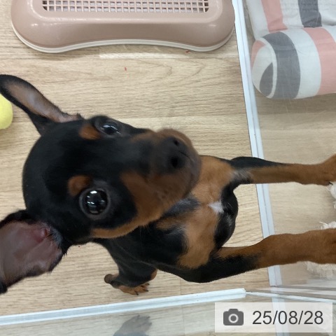 ミニチュア・ピンシャーの写真