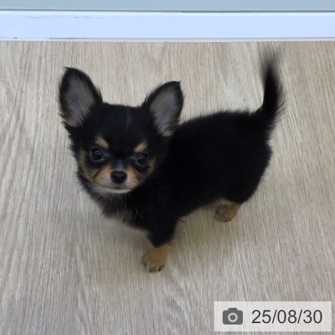 チワワの写真