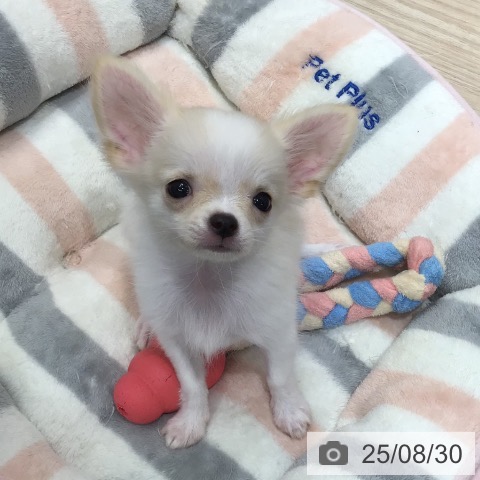 チワワの写真