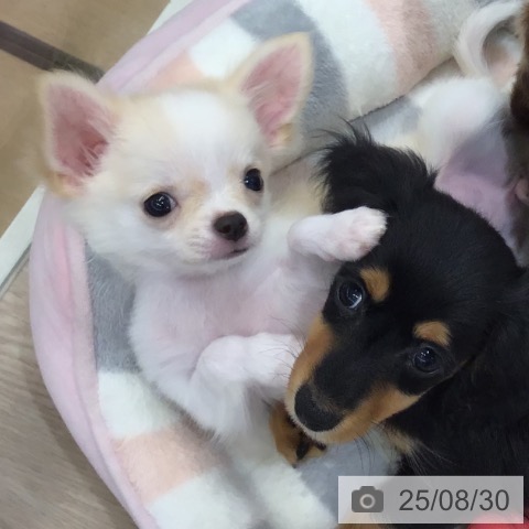 チワワの写真
