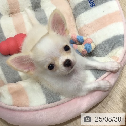 チワワの写真