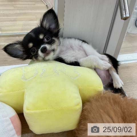 チワワの写真