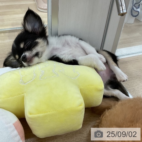 チワワの写真