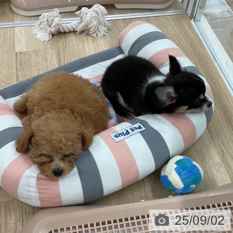 チワワの写真