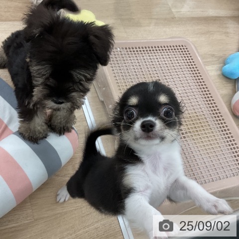 チワワの写真