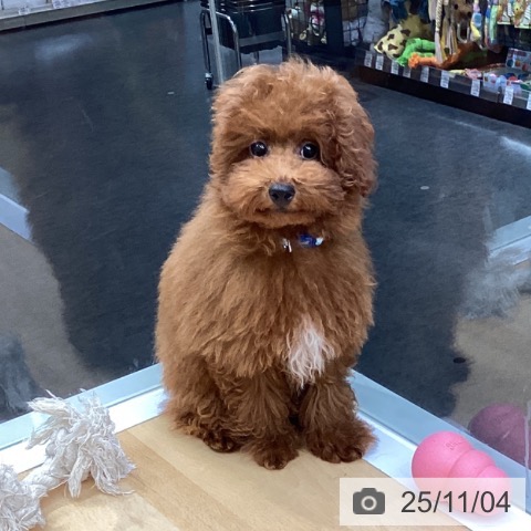 トイ・プードルの写真