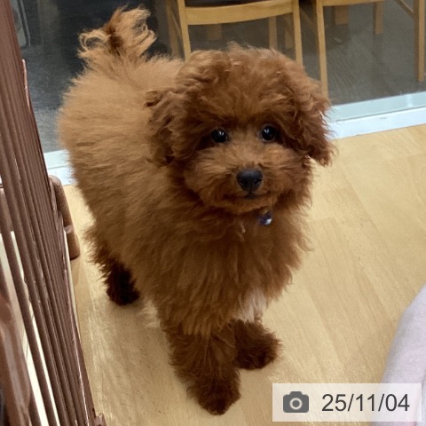 トイ・プードルの写真