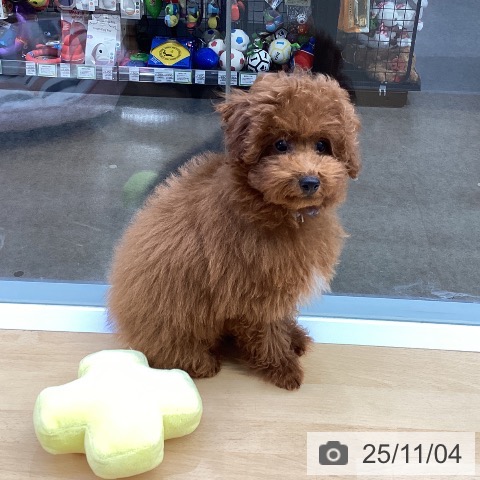 トイ・プードルの写真