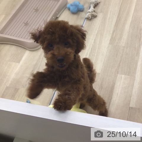 トイ・プードルの写真