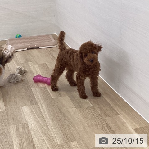 トイ・プードルの写真