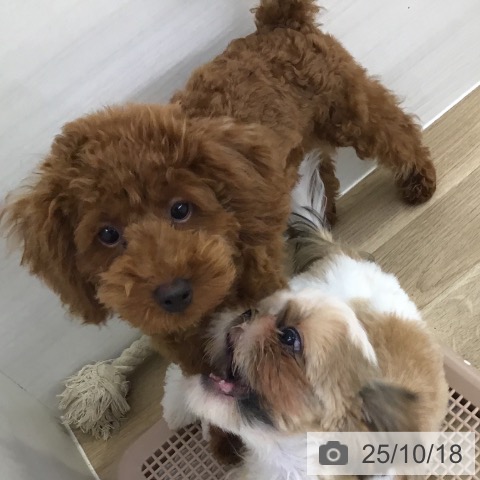 トイ・プードルの写真