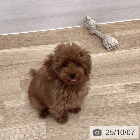 トイ・プードルの写真