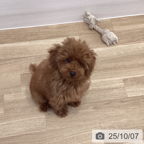 トイ・プードルの写真