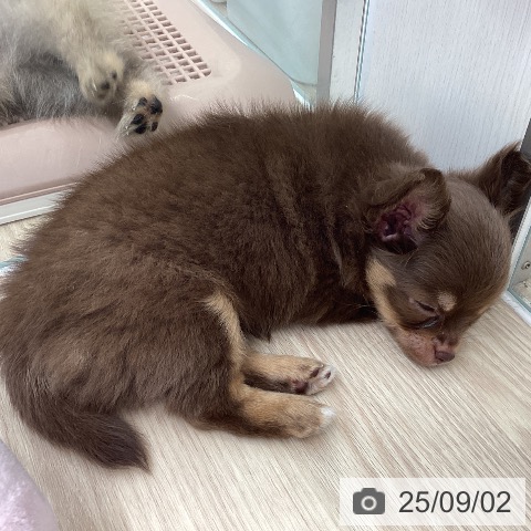 チワワの写真