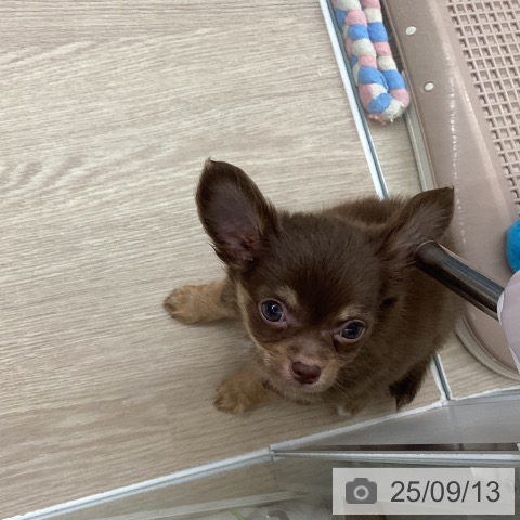 チワワの写真