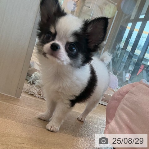 チワワの写真