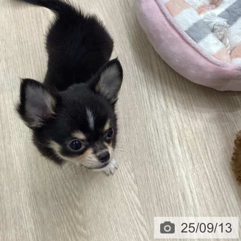 チワワの写真