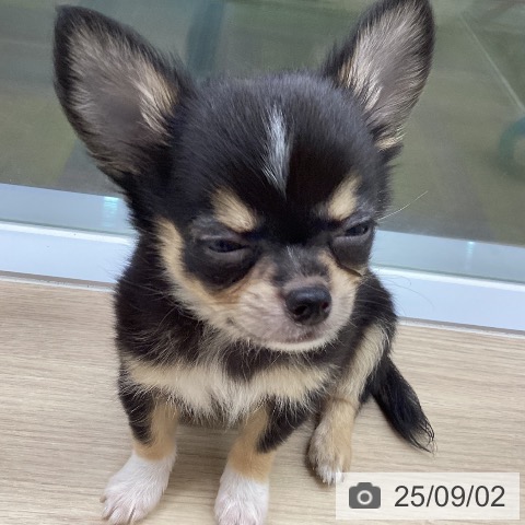 チワワの写真