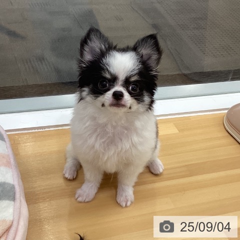 チワワの写真
