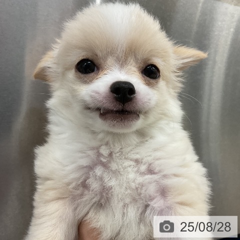 チワワの写真