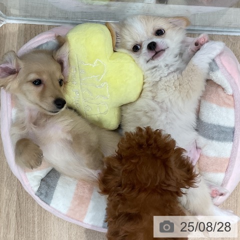 チワワの写真